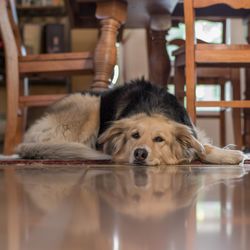 Portrait of dog relaxing on table