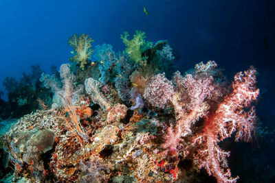 View of fish swimming underwater