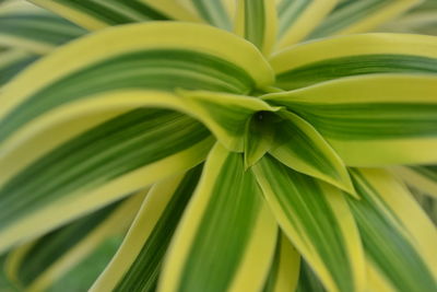 Full frame shot of palm leaves