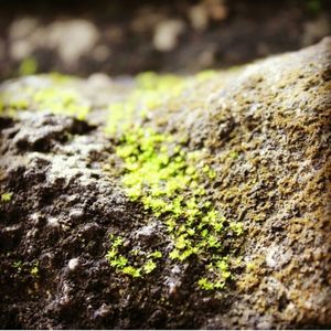 Close-up of moss on rock