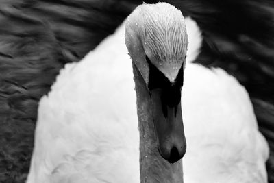 Close-up of swan swimming