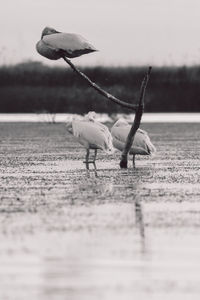 View of birds flying over land