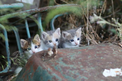 Portrait of kitten on plant
