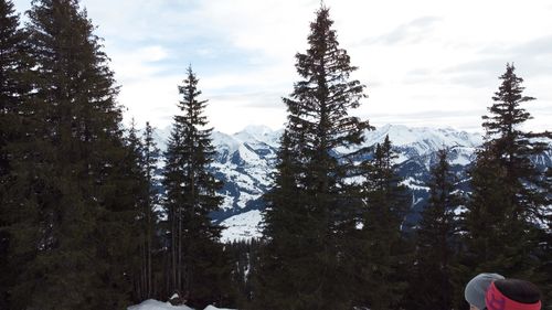 Pine trees in forest against sky during winter