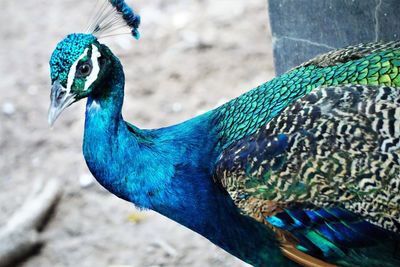 Close-up of peacock' s head