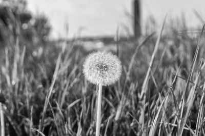 Close-up of dandelion growing in field