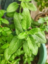 Close-up of fresh green leaves