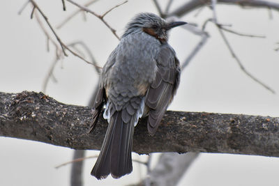 Low angle view of bird perching on tree