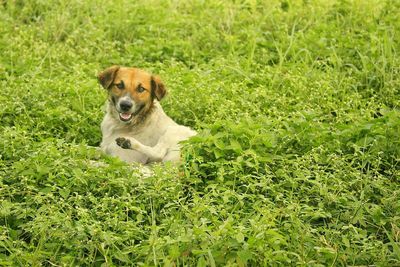 Portrait of dog on field