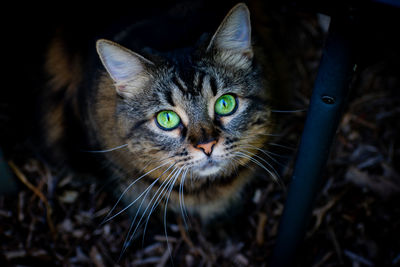 Close-up portrait of a cat