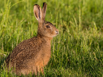 Hare on grassy field