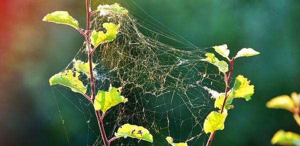 Close-up of spider web on plant