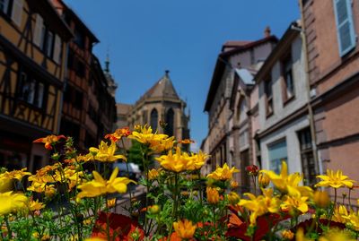 Yellow flowering plants by buildings against sky