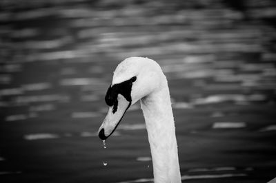 View of swan in lake