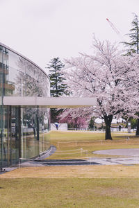 Cherry blossoms in park against sky