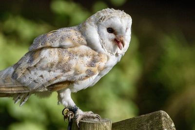 Close-up of bird perching on branch