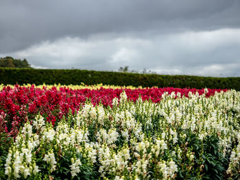 View of flowering plants on land against cloudy sky