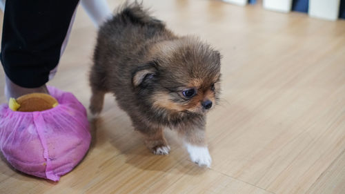 Small cute puppy in pet shop