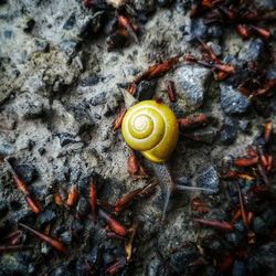 Close-up of snail on rock