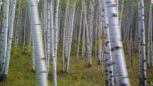 Bamboo trees in forest