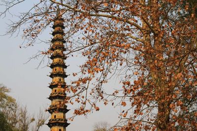 Trees against pagoda at yuquan temple