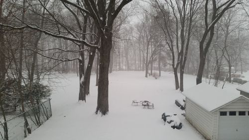 Bare trees on snow covered landscape