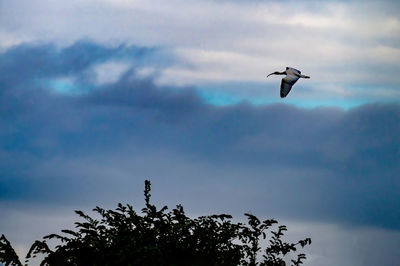 Low angle view of bird flying in sky