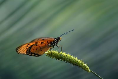 Close-up of butterfly on leaf