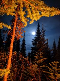 Low angle view of autumn trees against sky at night