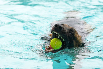 High angle view of dog in swimming pool