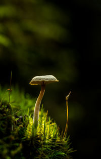 Close-up of mushroom growing outdoors