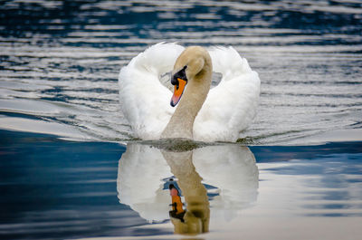 Swan swimming in lake