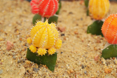 Close-up of succulent plant