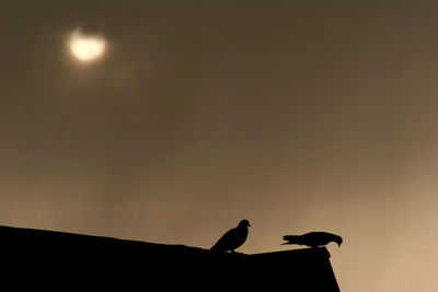 Low angle view of birds perching on the sky