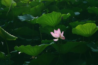 Close-up of pink lotus water lily