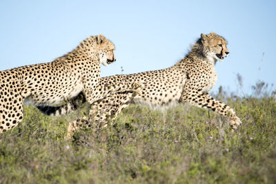 Cheetahs on field