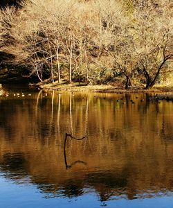 Reflection of trees in water