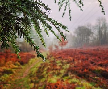 Close-up of pine tree on field during autumn