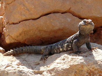 Close-up of lizard on rock