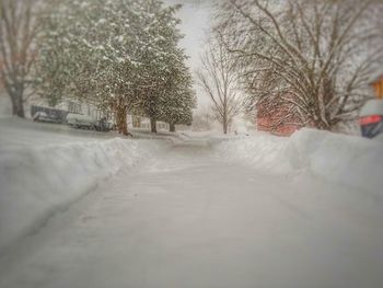 Close-up of trees during winter