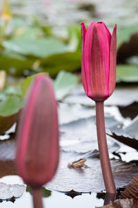 Close-up of pink water lily in lake