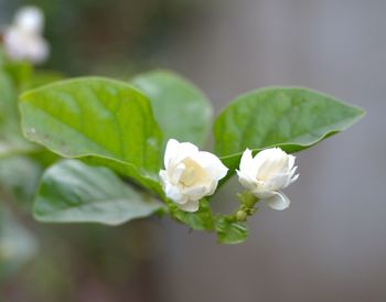 Close-up of white rose blooming outdoors