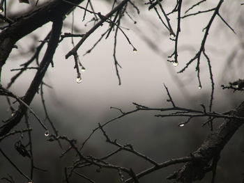 Close-up of twigs against sky