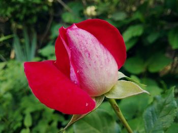 Close-up of pink rose flower