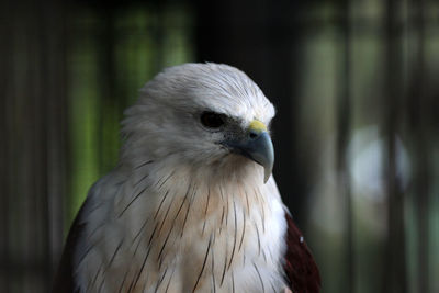 Close-up of white bird