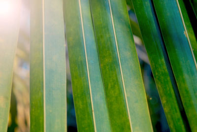 Close-up of green leaf