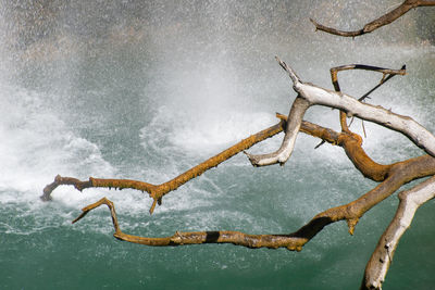 Dead tree on frozen sea