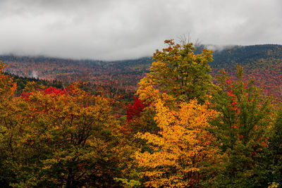 Scenic view of autumnal trees against sky