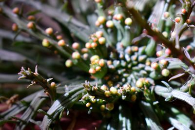 Close-up of fruits growing on tree