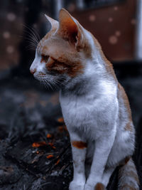 Close-up of a cat looking away